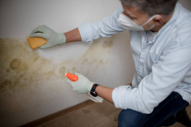 Best Mold Remediation  in Lehi, UT