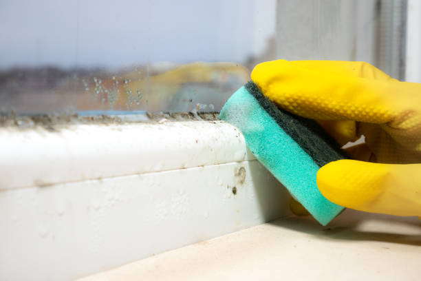 Best Crawl Space Mold Removal  in Lehi, UT