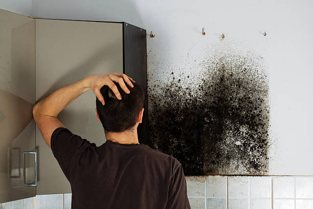 Attic Mold Removal in Lehi, UT